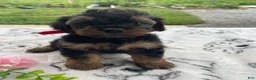 Yorkiepoo dogs for sale: Taz - Ad 4