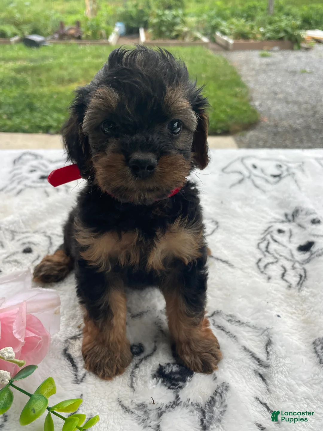Yorkiepoo dogs for sale: Taz - Ad 4