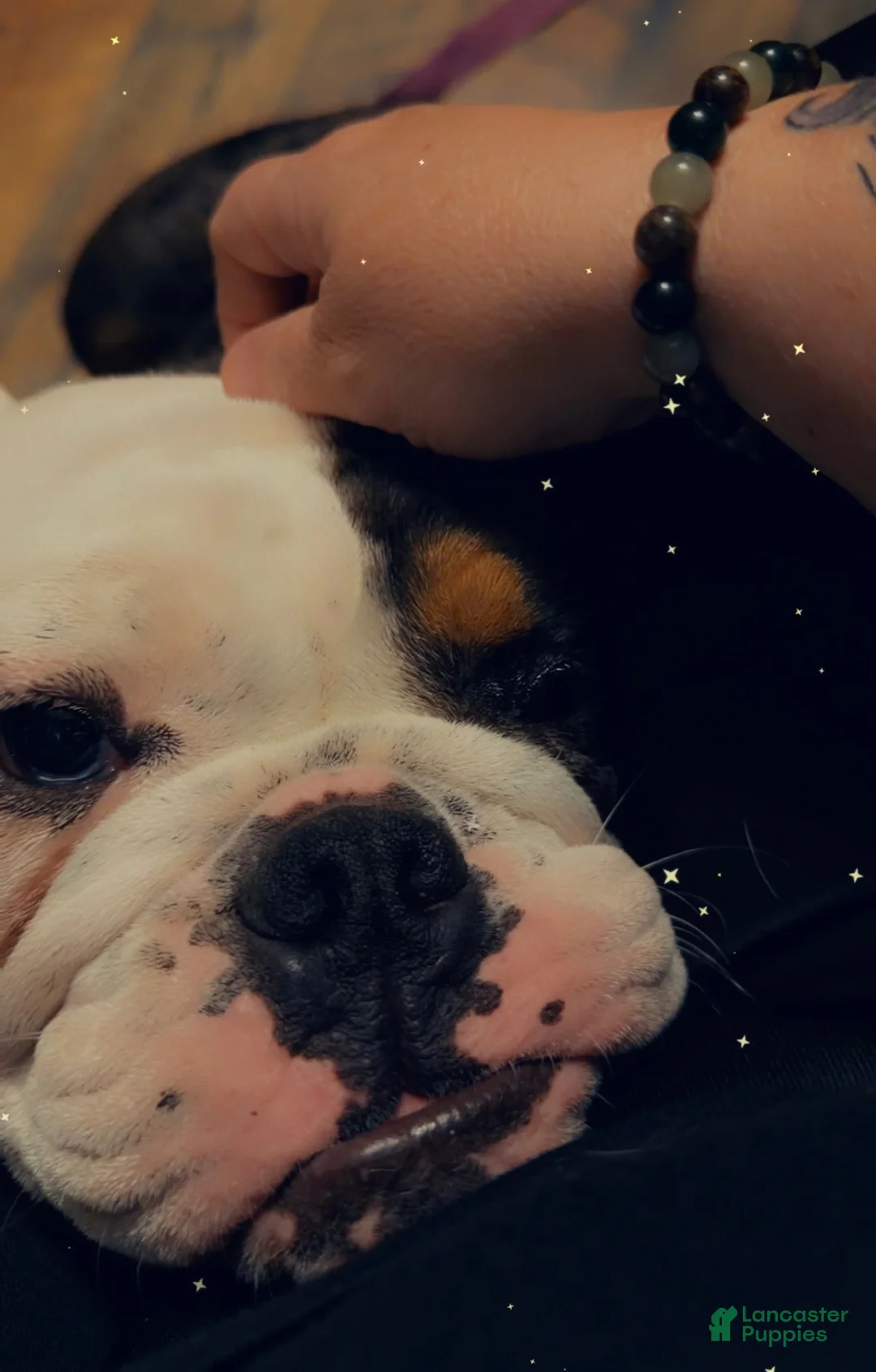 English Bulldog dogs for sale: English Bulldog 1 - Ad 1