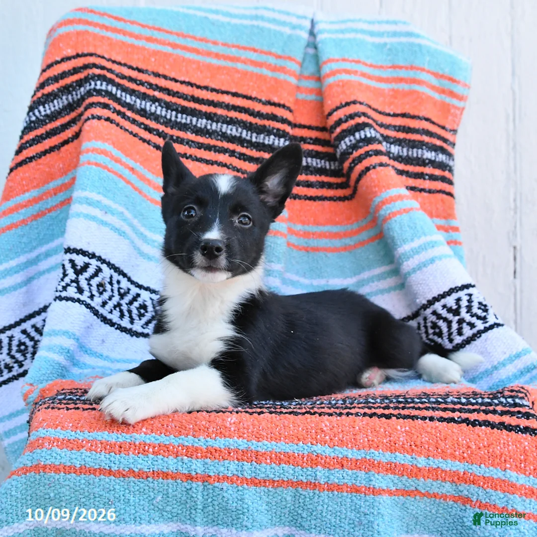 Mixed Breed dogs for sale: Daffodil - Ad 3