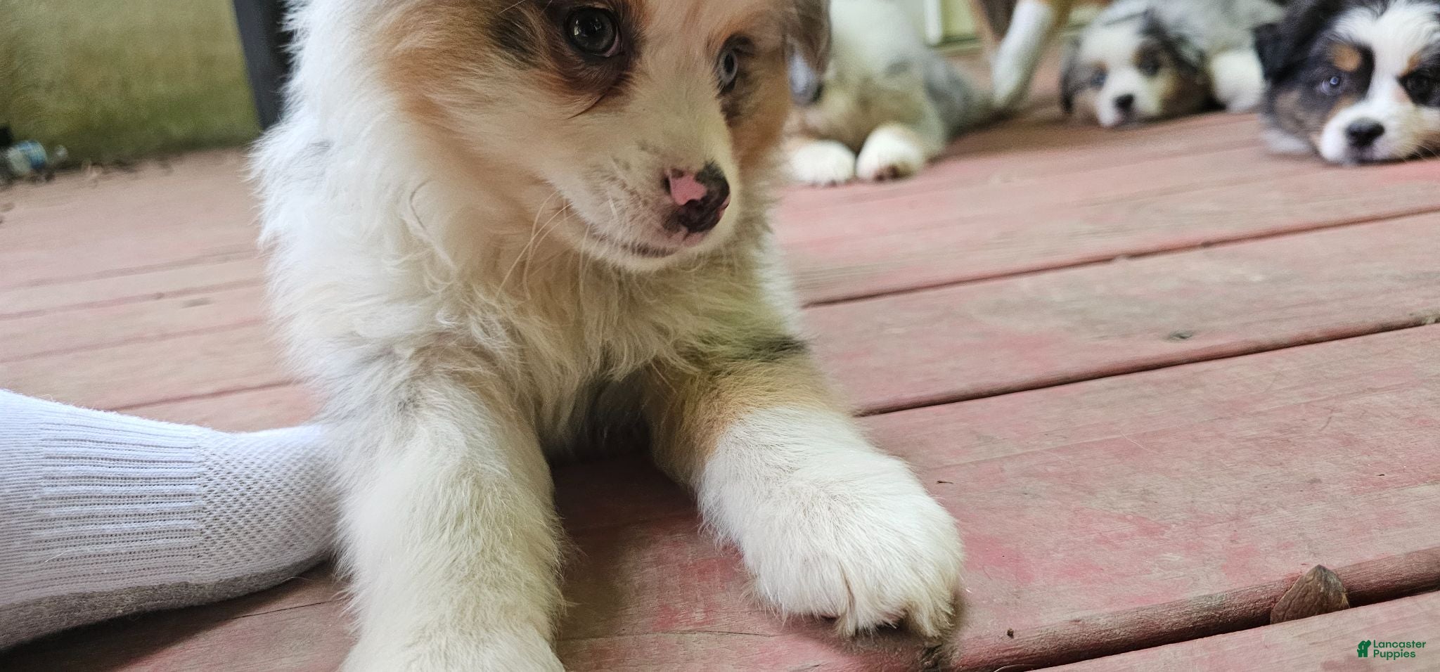 Miniature Australian Shepherd dogs Buddy - Ad 2