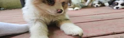 Miniature Australian Shepherd dogs for sale: Buddy - Ad 2