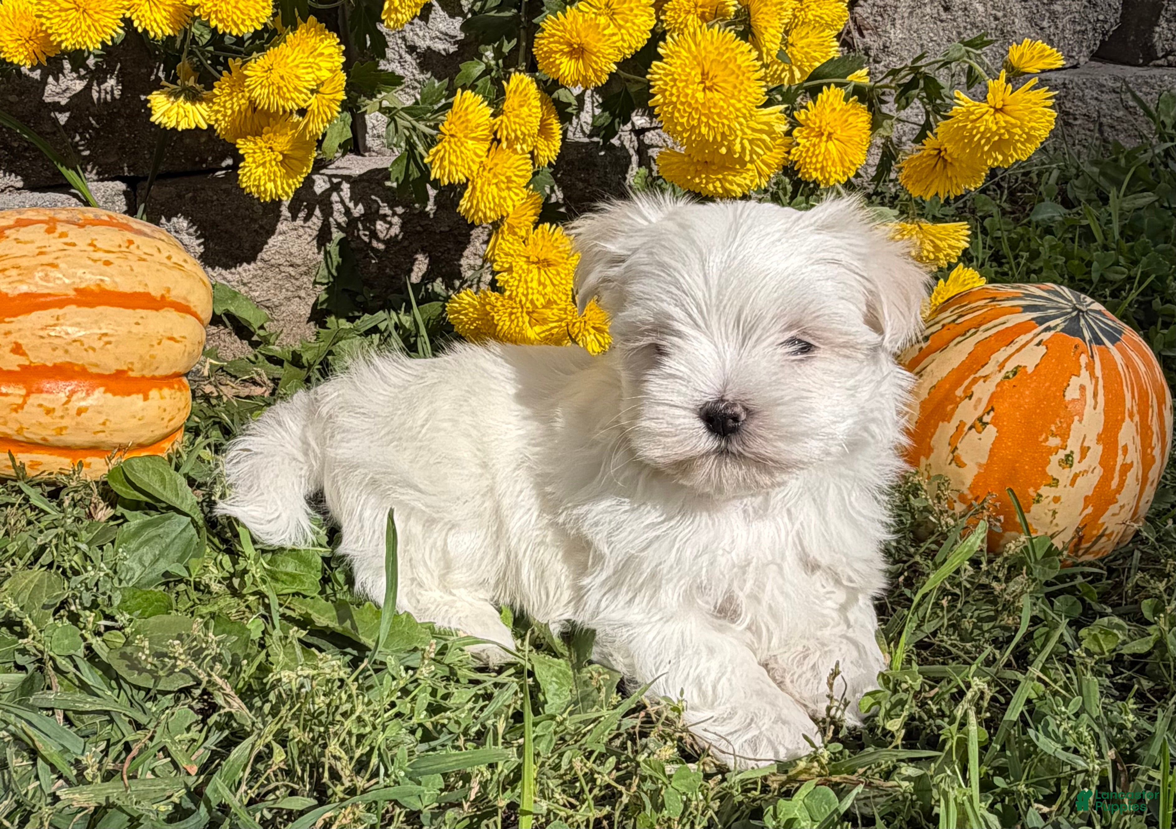 Maltese dogs Cooper - Ad 1