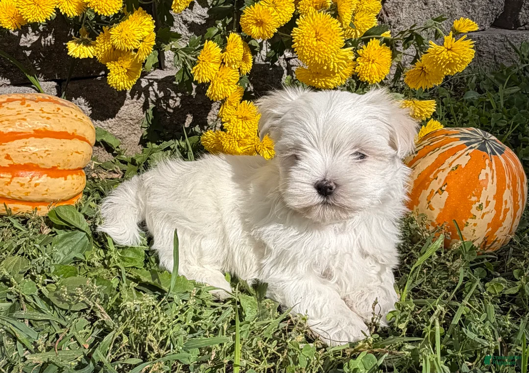 Maltese dogs for sale: Cooper - Ad 1