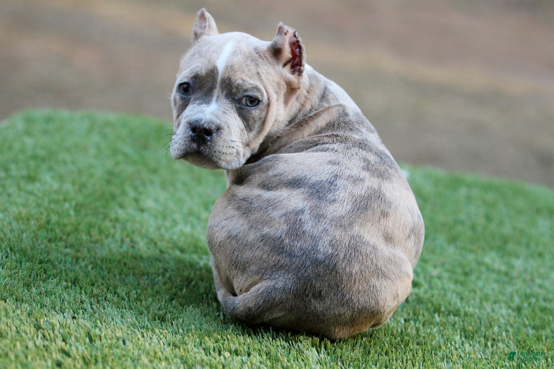 American Bully dogs for sale: Blue Brindle Merle Female - Ad 5