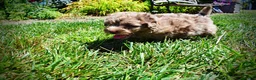 Havapoo dogs for sale: Innocent - Ad 17