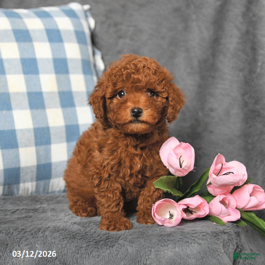 Toy Poodle dogs Cubby - Ad 2