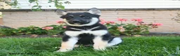 Gerberian Shepsky dogs for sale: Joker  - Ad 3