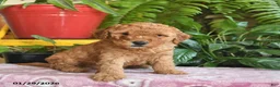 Mini Goldendoodle dogs for sale: Finley  - Ad 3