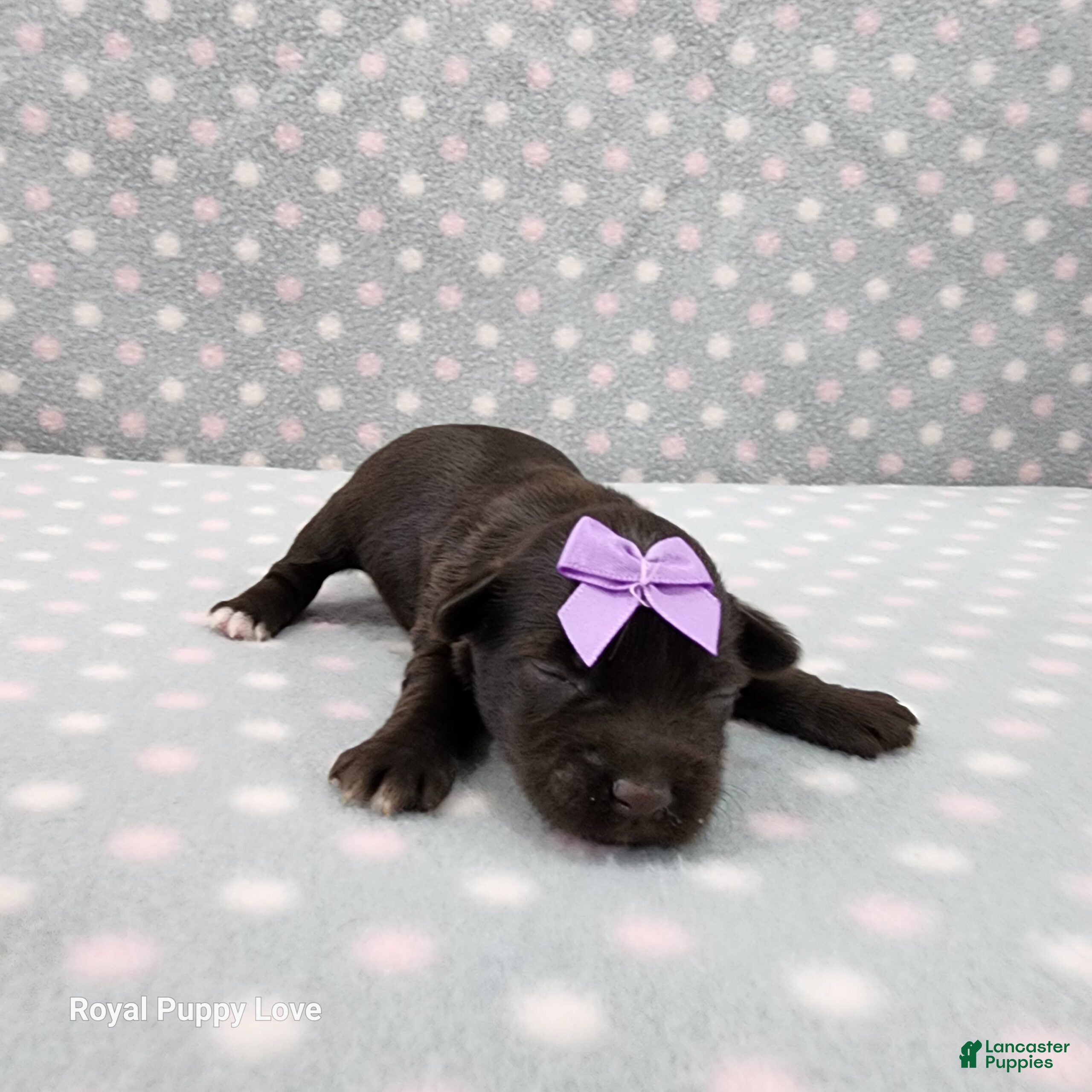 Miniature Schnauzer dogs Buffy - Ad 26