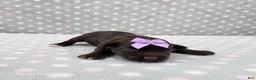 Miniature Schnauzer dogs for sale: Buffy - Ad 1