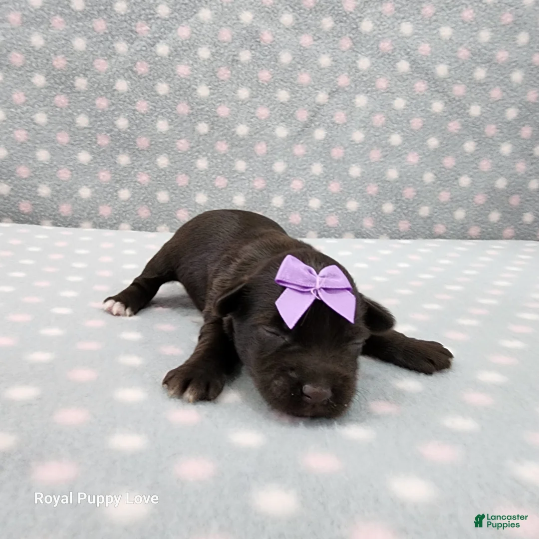 Miniature Schnauzer dogs for sale: Buffy - Ad 1
