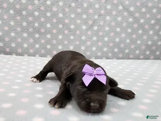 Miniature Schnauzer dogs Buffy - Ad 26