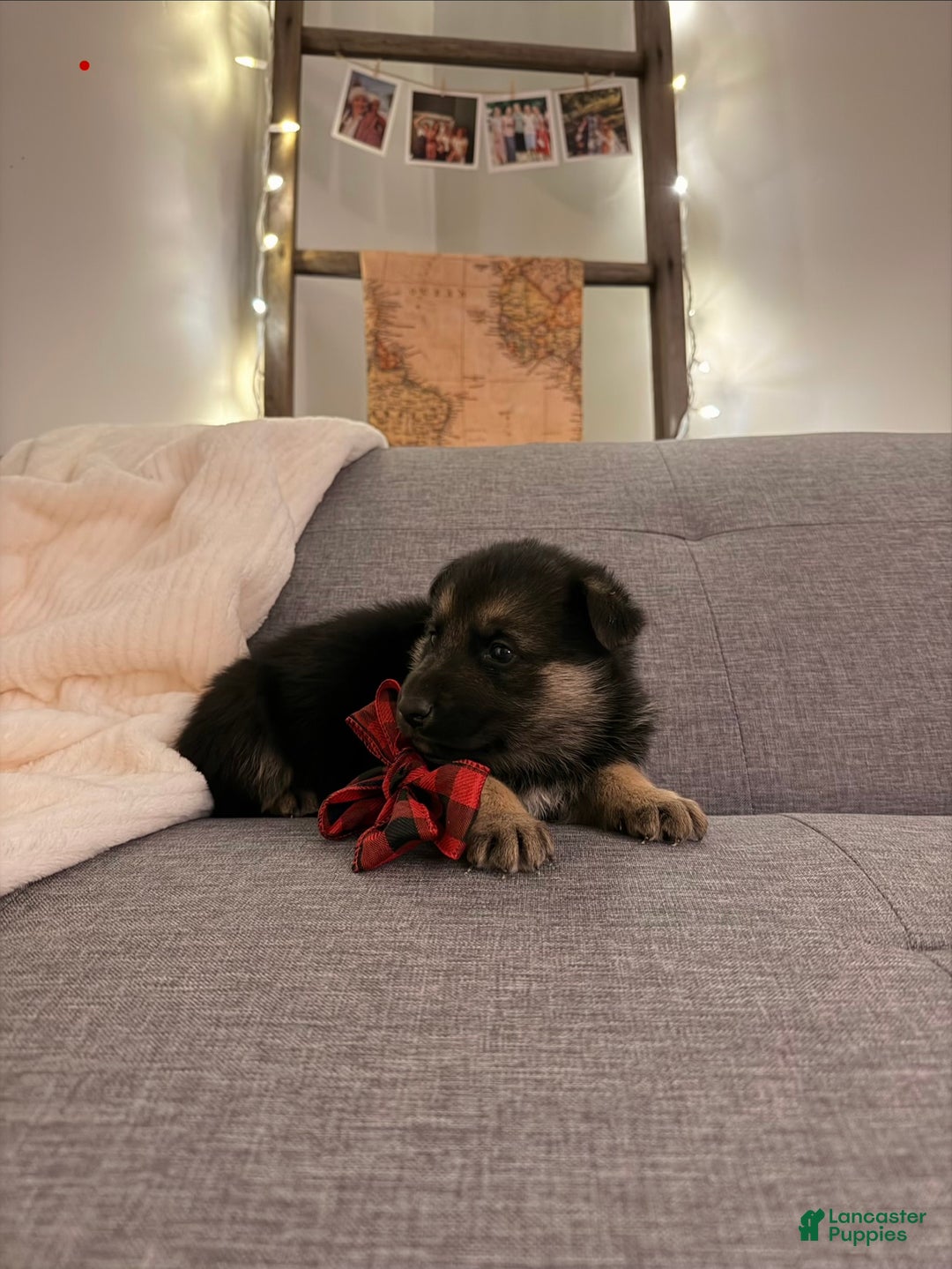 German Shepherd dogs for sale: German Shepherd Puppy 1 - Ad 2