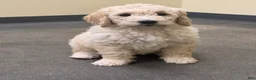 Goldendoodle dogs for sale: Goldendoodle Orange Puppy - Ad 7
