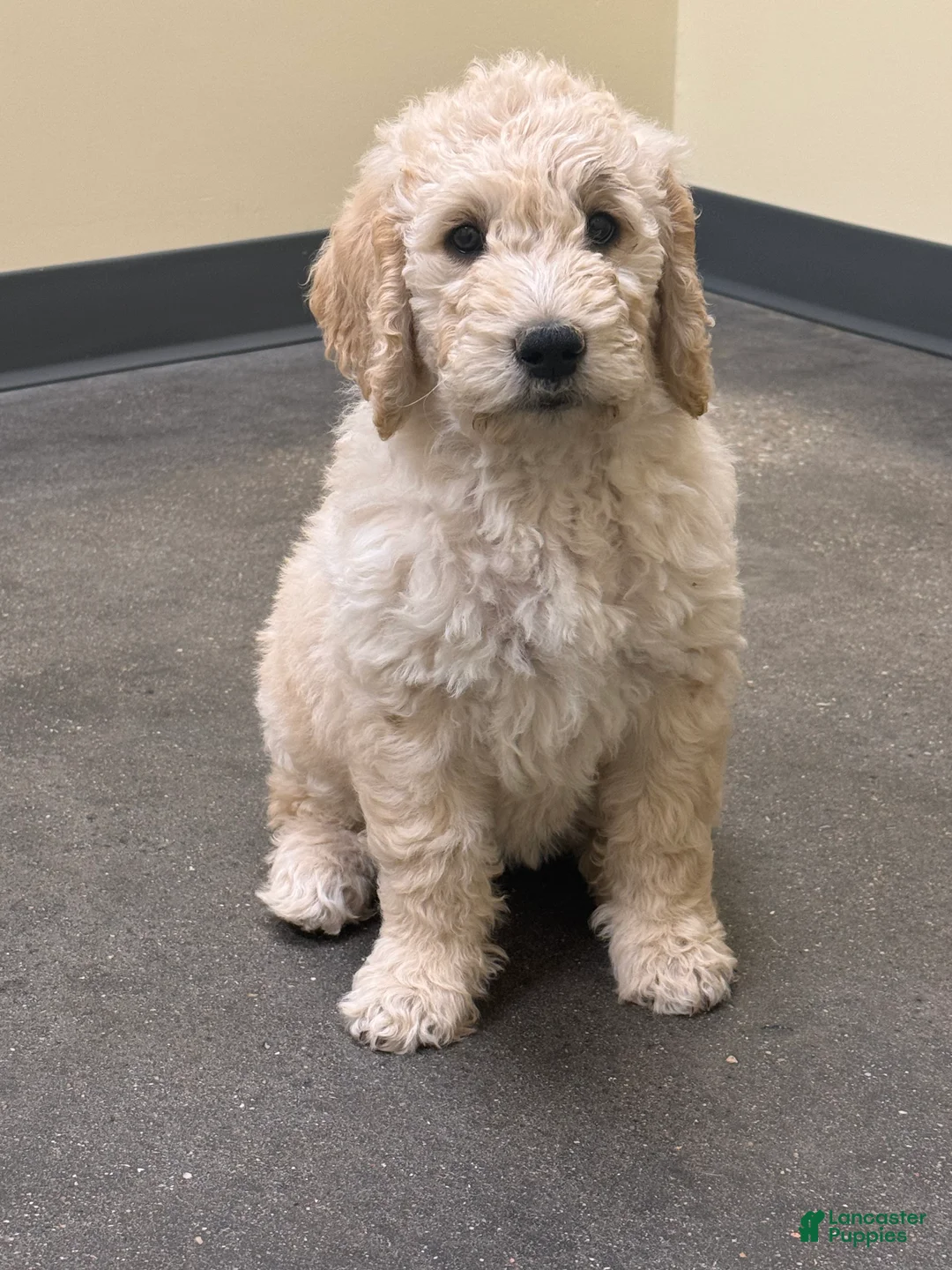 Goldendoodle dogs for sale: Goldendoodle Orange Puppy - Ad 7