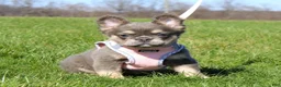 French Bulldog dogs for sale: French Bulldog Puppy 1 - Ad 5