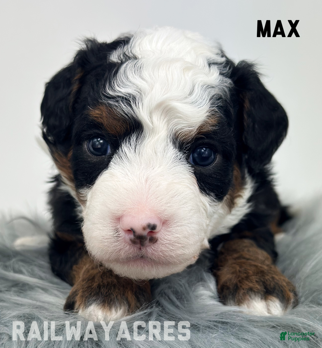 Mixed Breed dogs for sale: Max - Ad 1