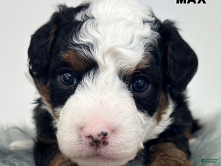 Mixed Breed dogs Max - Ad 10