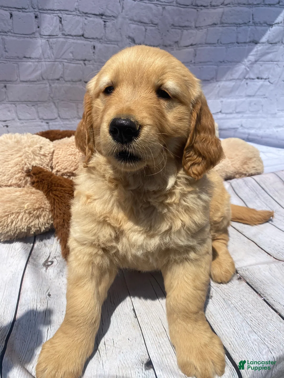 Golden Retriever dogs for sale: King - Ad 1
