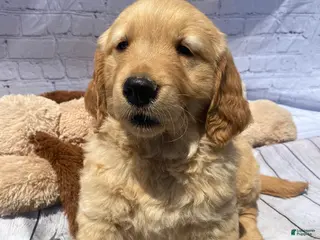 Golden Retriever dogs for sale: King - Ad 1