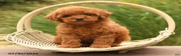 Toy Poodle dogs for sale: Moose - Ad 3