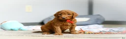 Goldendoodle dogs for sale: Ollie F1b - Ad 5