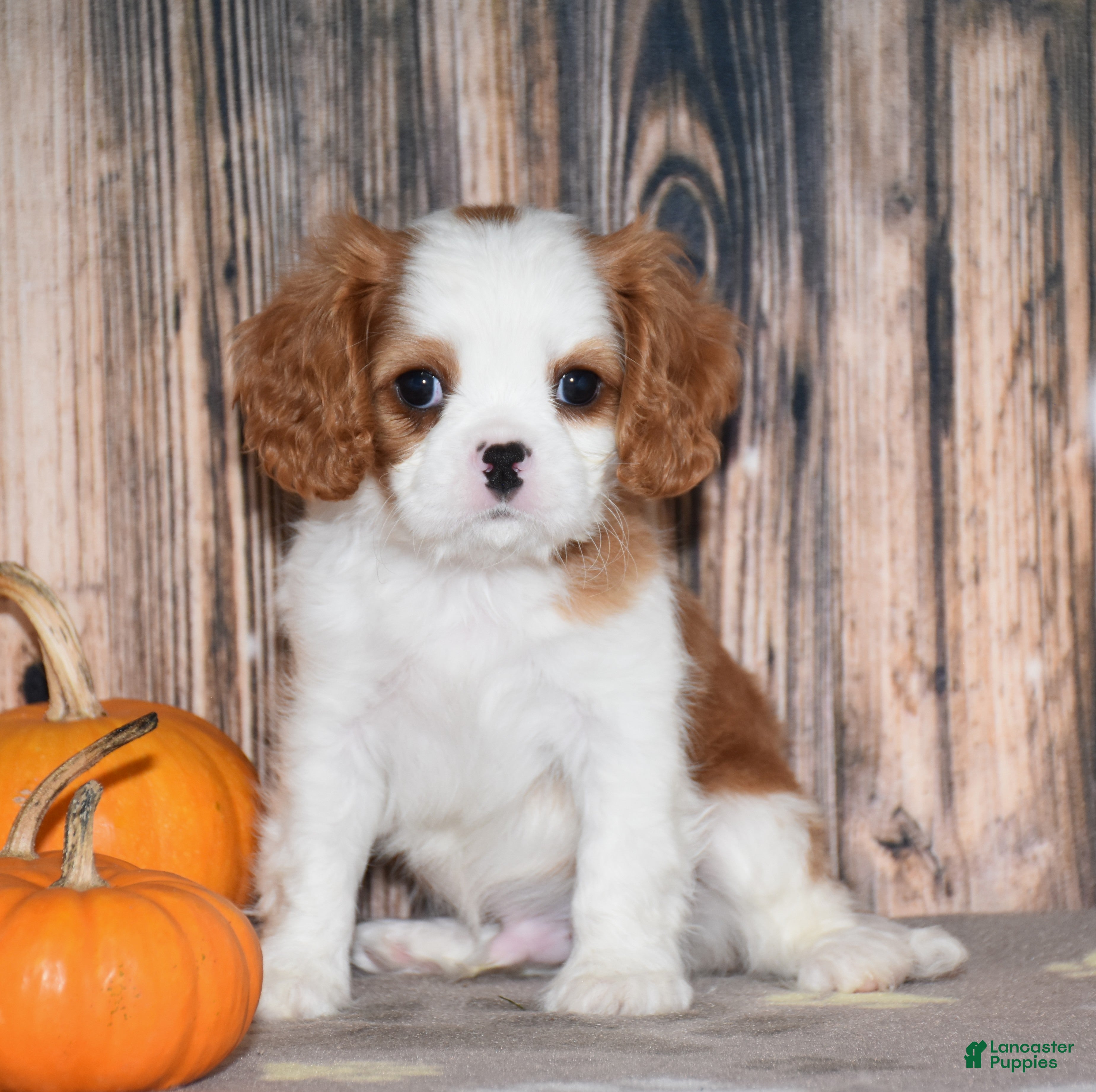 Cavalier King Charles Spaniel dogs for sale: Champ - Ad 1