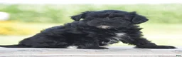 Yorkiepoo dogs for sale: Courtney - Ad 3