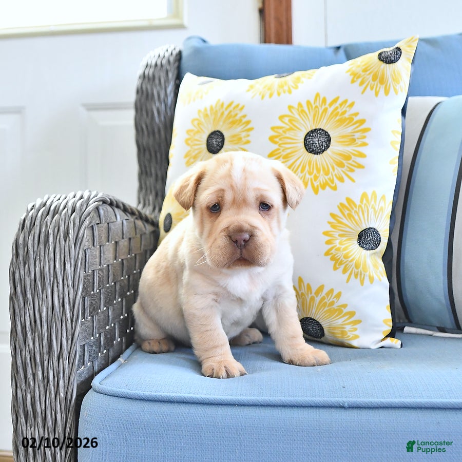 Mini Hippo dogs Tinsley - Ad 2