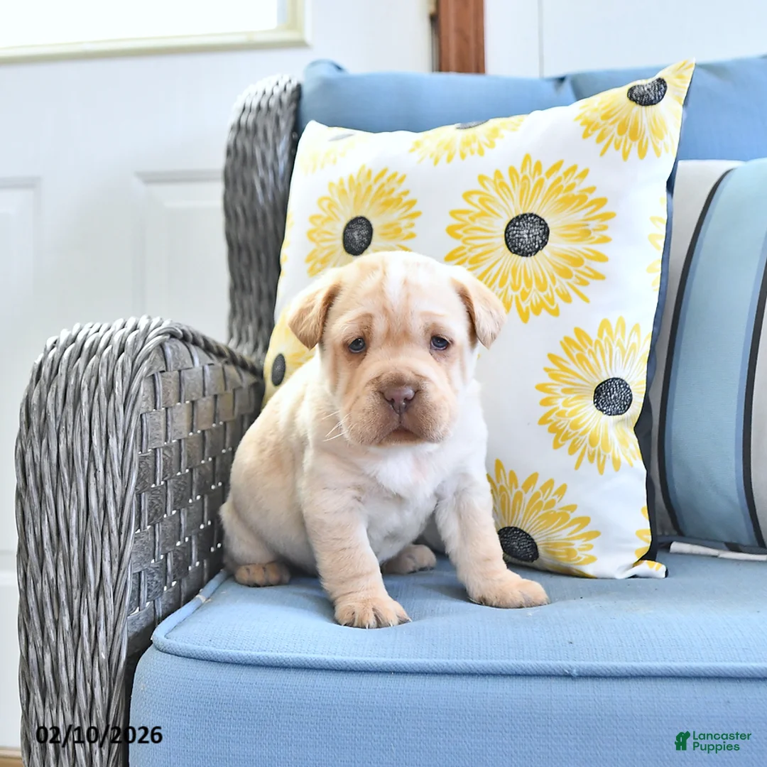 Mini Hippo dogs for sale: Tinsley - Ad 2