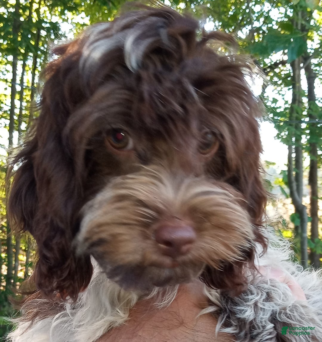 Cockapoo dogs for sale: Baconi - Ad 2