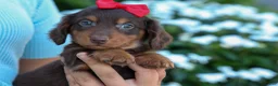 Miniature Dachshund dogs for sale:  Zane 🦴 - Ad 5