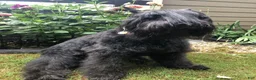 Bouvier Des Flandres dogs for sale: Bouvier Des Flandres Boy 1 - Ad 2