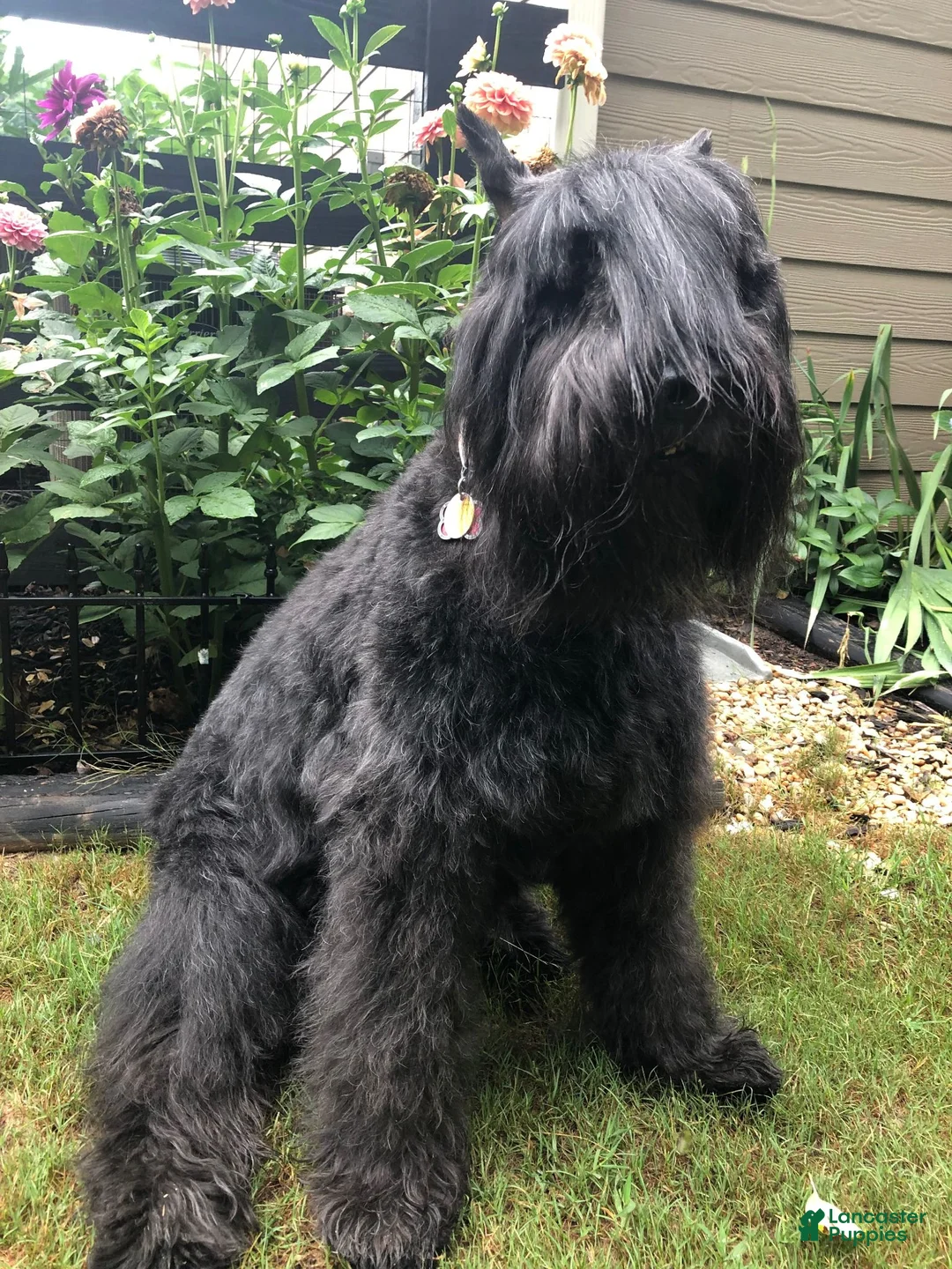 Bouvier Des Flandres dogs for sale: Bouvier Des Flandres Boy 1 - Ad 2