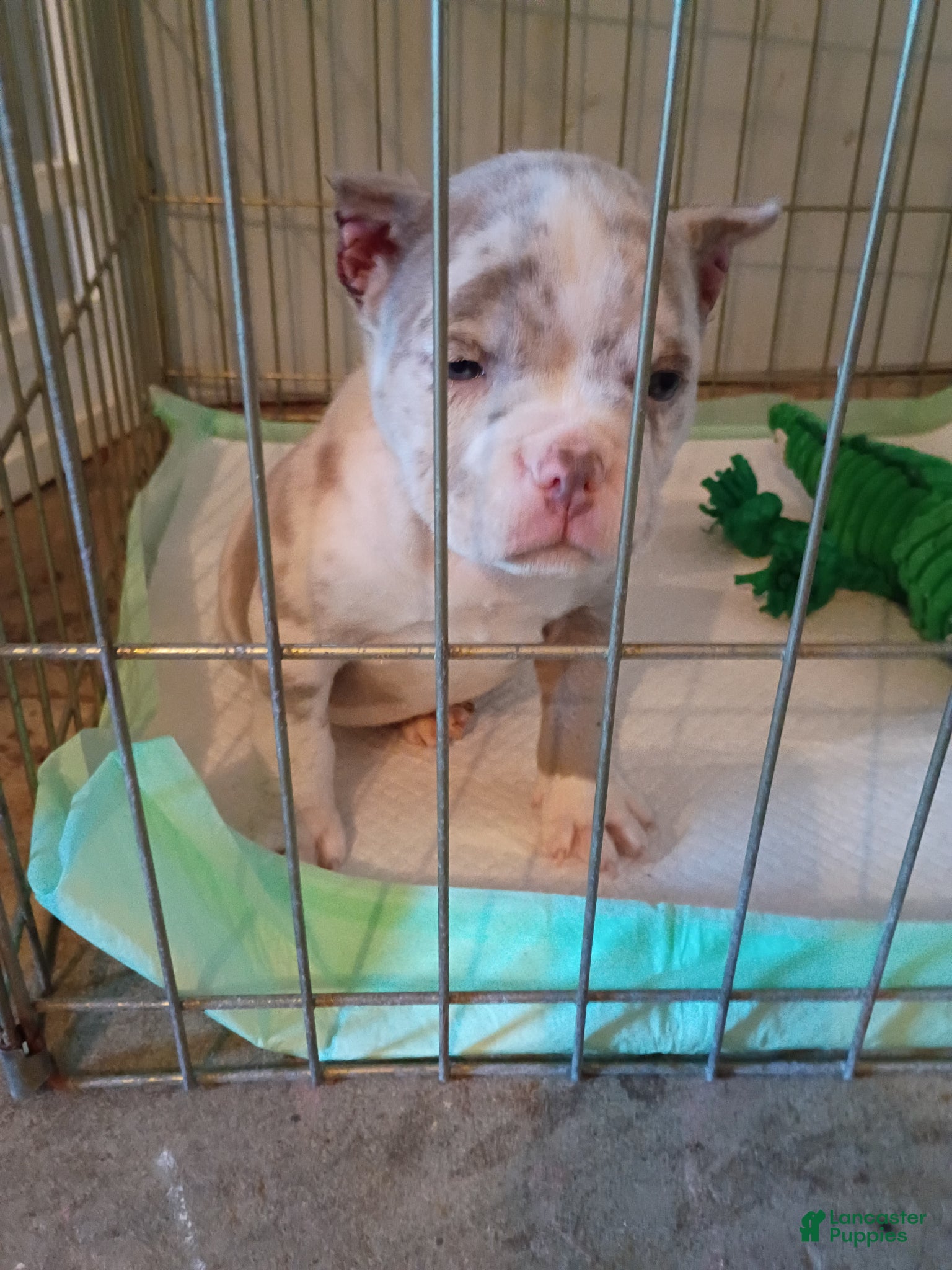 American Bully dogs American Bully Puppy 1 - Ad 1