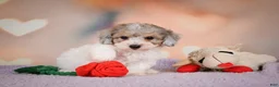 Maltipoo dogs for sale: Jasper - Ad 14