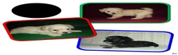 Maltipoo dogs for sale: Osiris---Maltipoo, in home raised, non-shedding - Ad 14