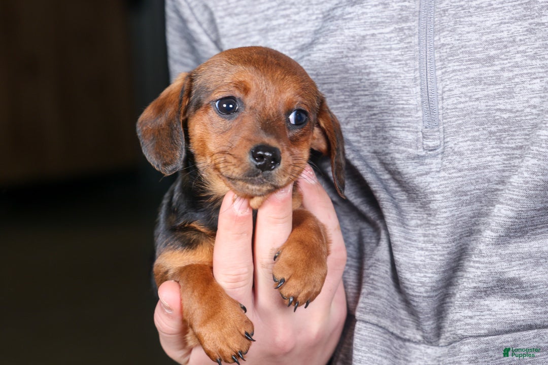 Miniature Dachshund dogs for sale: Jenny - Ad 17