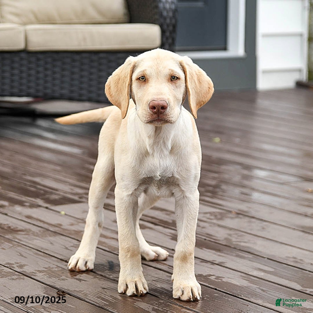 Labrador Retriever dogs for sale: Prince - Ad 2
