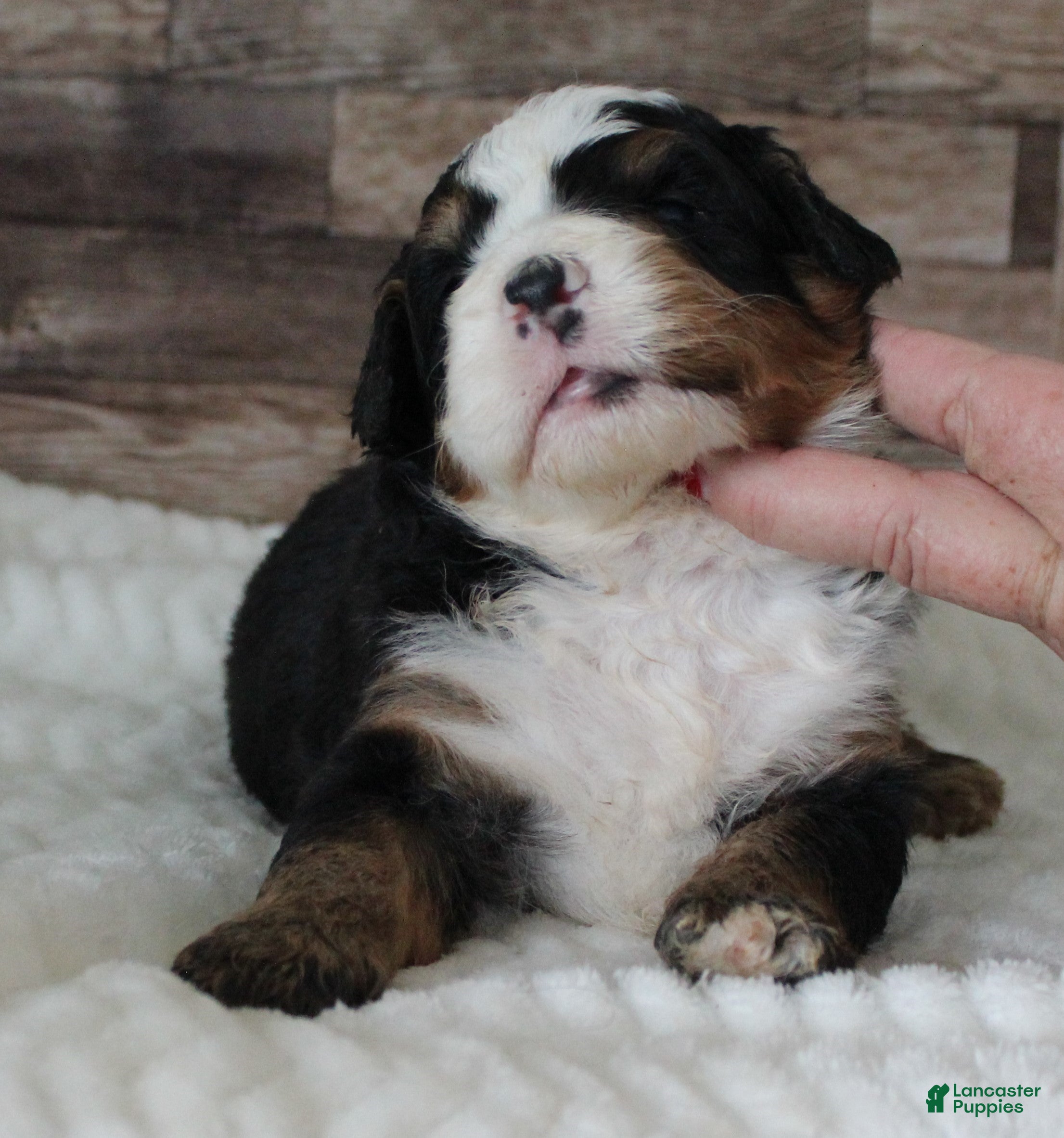 Mini Bernedoodle dogs #1 Male Mini Bernedoodle - Ad 1