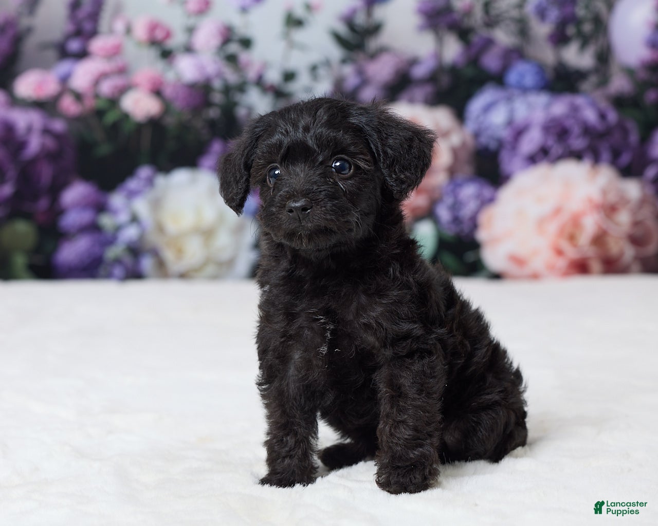 Yorkiepoo dogs Ronda - Ad 2