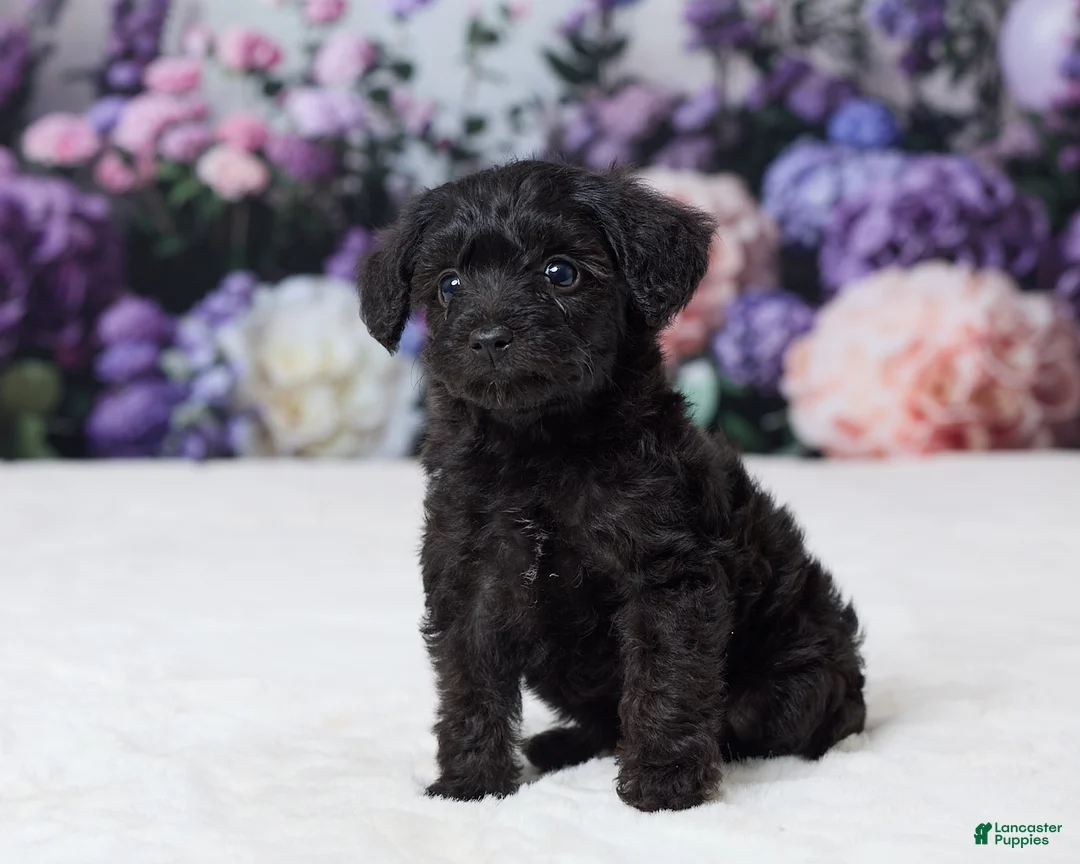 Yorkiepoo dogs for sale: Ronda - Ad 2