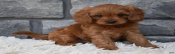 Cavapoo dogs for sale: Hank - Ad 4