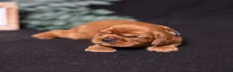 Cavalier King Charles Spaniel dogs for sale: Einstein - Ad 5