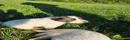 Great Pyrenees dogs for sale: Cupid - Ad 5