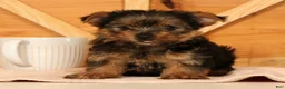 Yorkshire Terrier dogs for sale: Zara - Ad 1