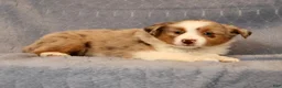 Miniature Australian Shepherd dogs for sale: Fifi - Ad 6