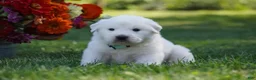 Great Pyrenees dogs for sale: AKC Polaris - Ad 4