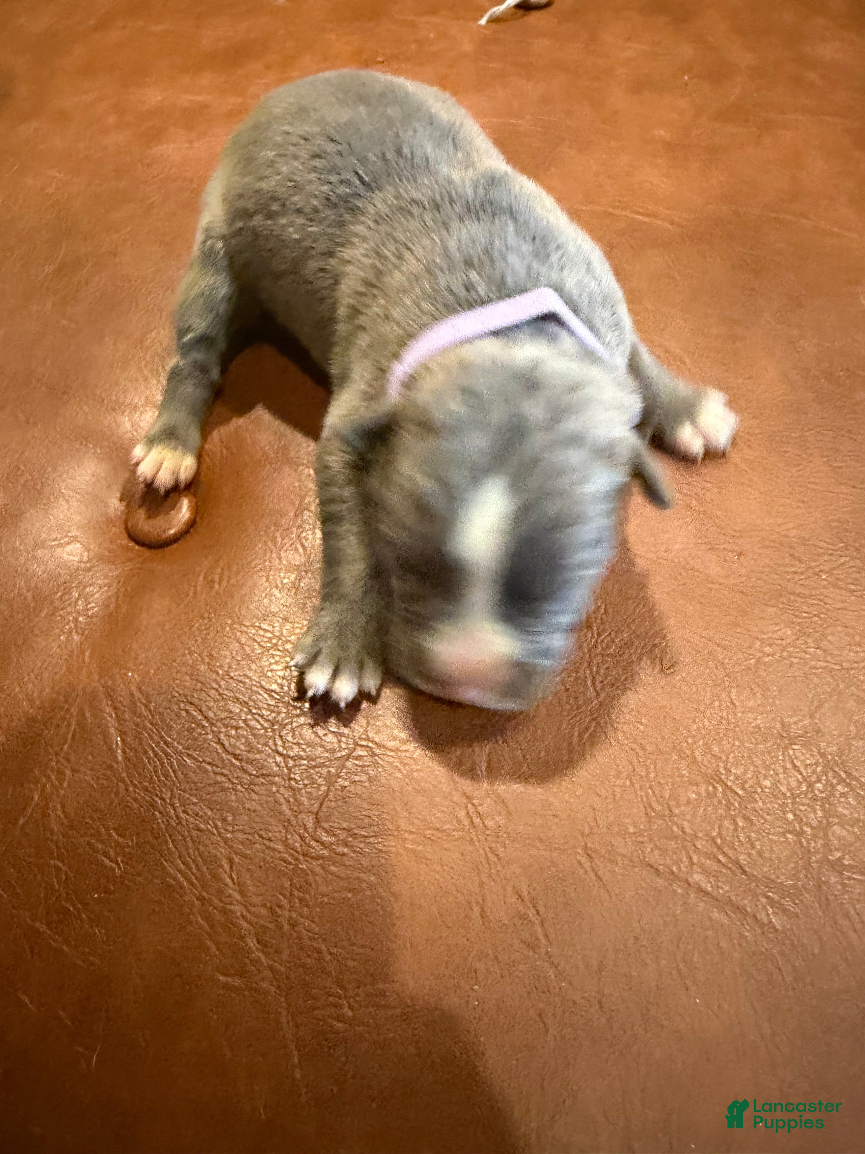 Mixed Breed dogs Mixed Breed Puppy 8 - Ad 25